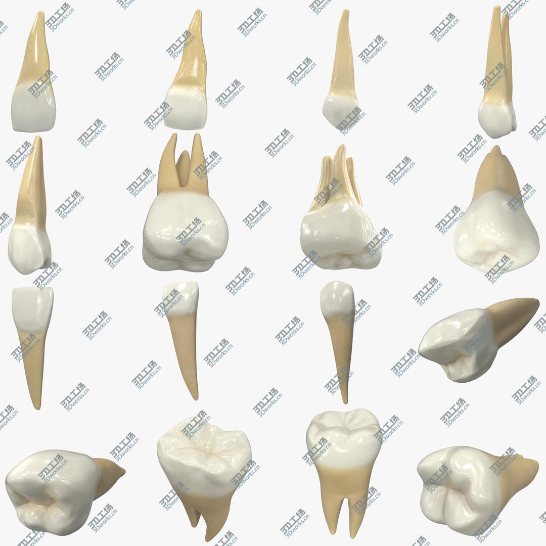 images/goods_img/20210319/3D Realistic Human Teeth Collection/1.jpg